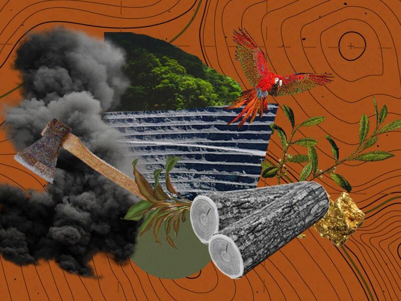 The Roots of Environmental Crime in the Peruvian Amazon