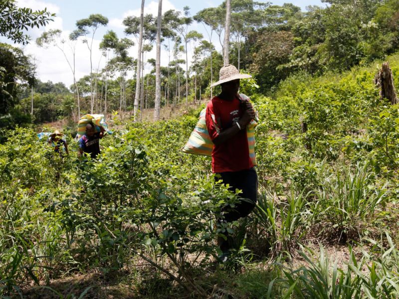 State Inertia and Organized Crime Limit Colombia’s Coca Substitution Program