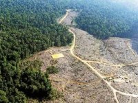 Colombia’s Historic Drop in Deforestation Could Be Linked to Criminal Groups