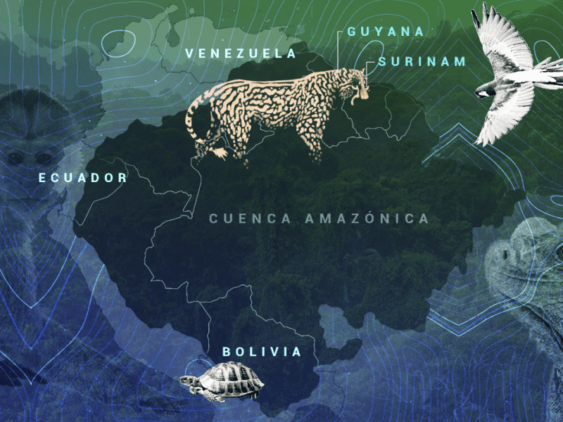 El tráfico de especies silvestres acecha en la cuenca amazónica